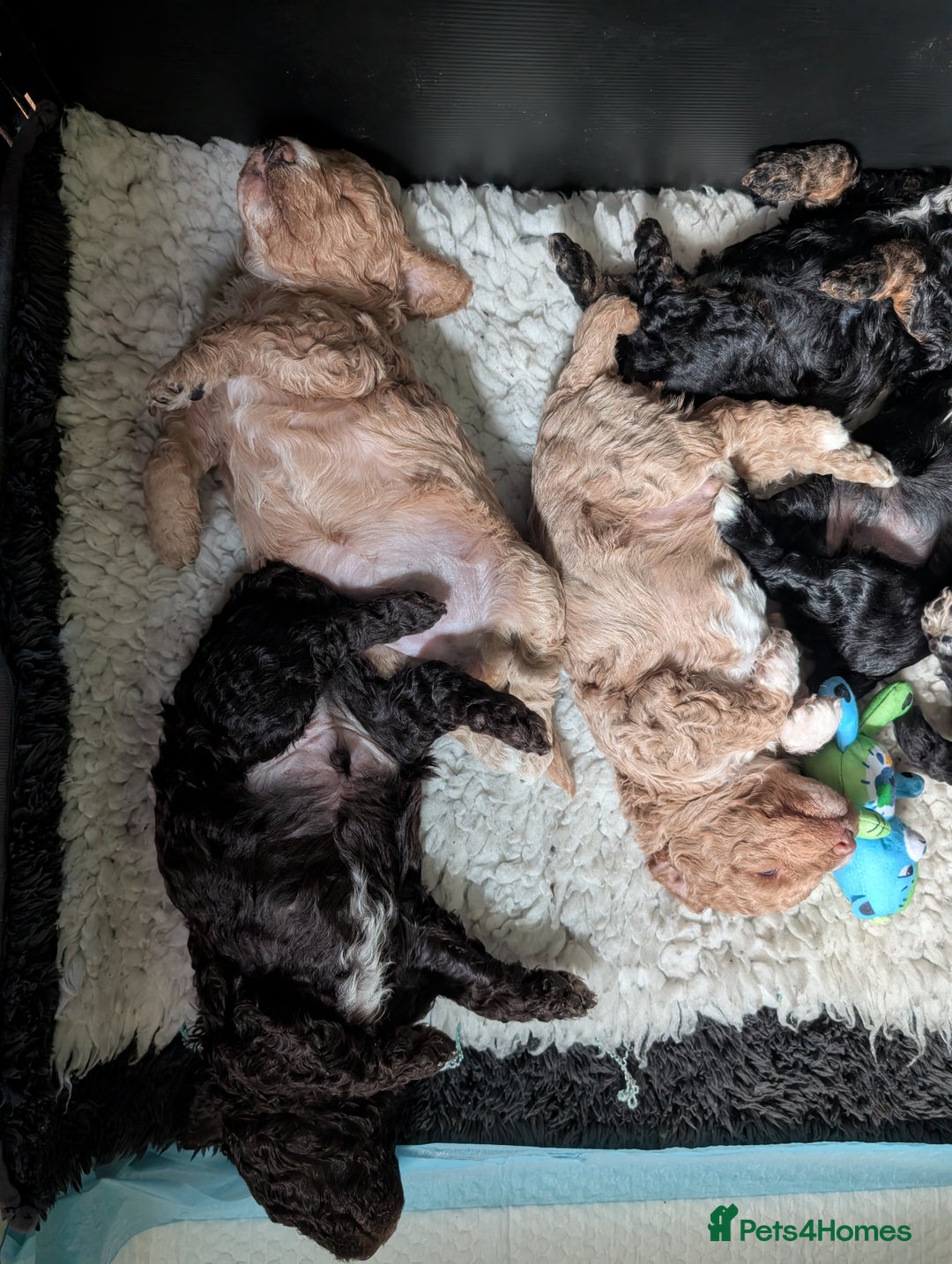Mixed Breed dogs for sale: Stunning litter of F1B Ttoodle puppies - Advert 1