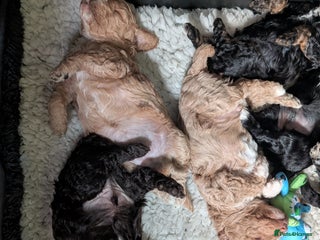 Mixed Breed dogs Stunning litter of F1B Ttoodle puppies - Advert 1