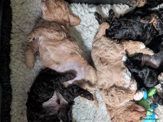 Mixed Breed dogs Stunning litter of F1B Ttoodle puppies - Advert 3