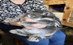 Mini Lop rabbits for sale: 8 mini lops forsale £50 each  - Image 11