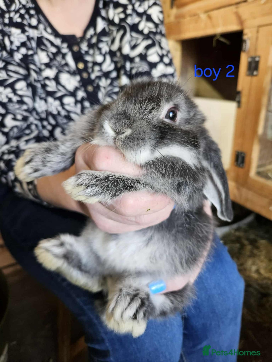 Mini Lop rabbits for sale: 8 mini lops forsale £50 each  - Image 11
