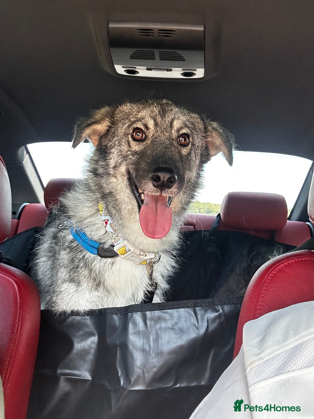 Mixed Breed dogs for sale: Adorable ODY - Image 2