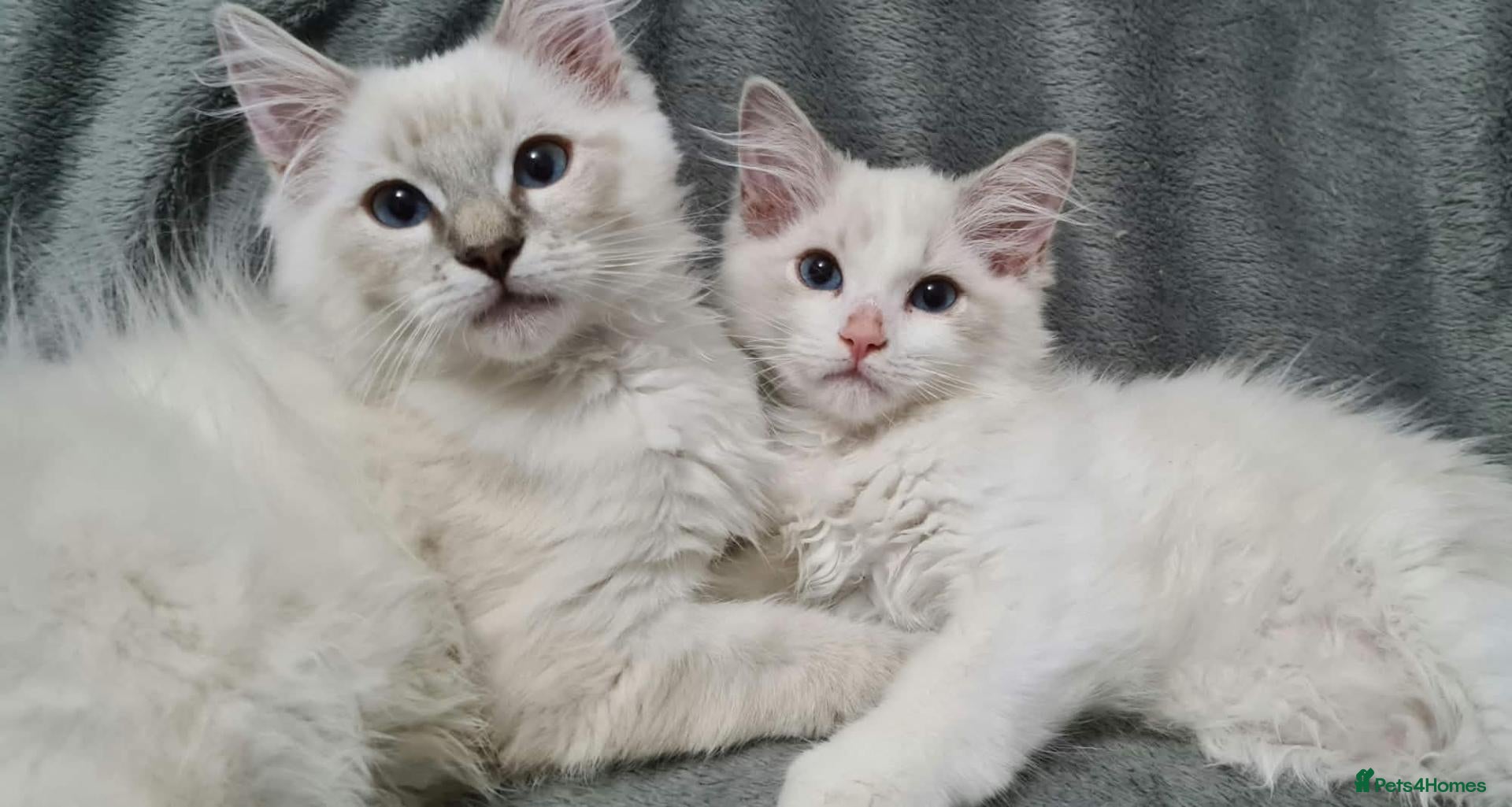 Ragdoll cats Beautiful Purebred Ragdoll Kittens Available Now! - Advert 2