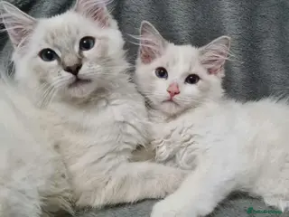 Ragdoll cats Beautiful Purebred Ragdoll Kittens Available Now! - Advert 2