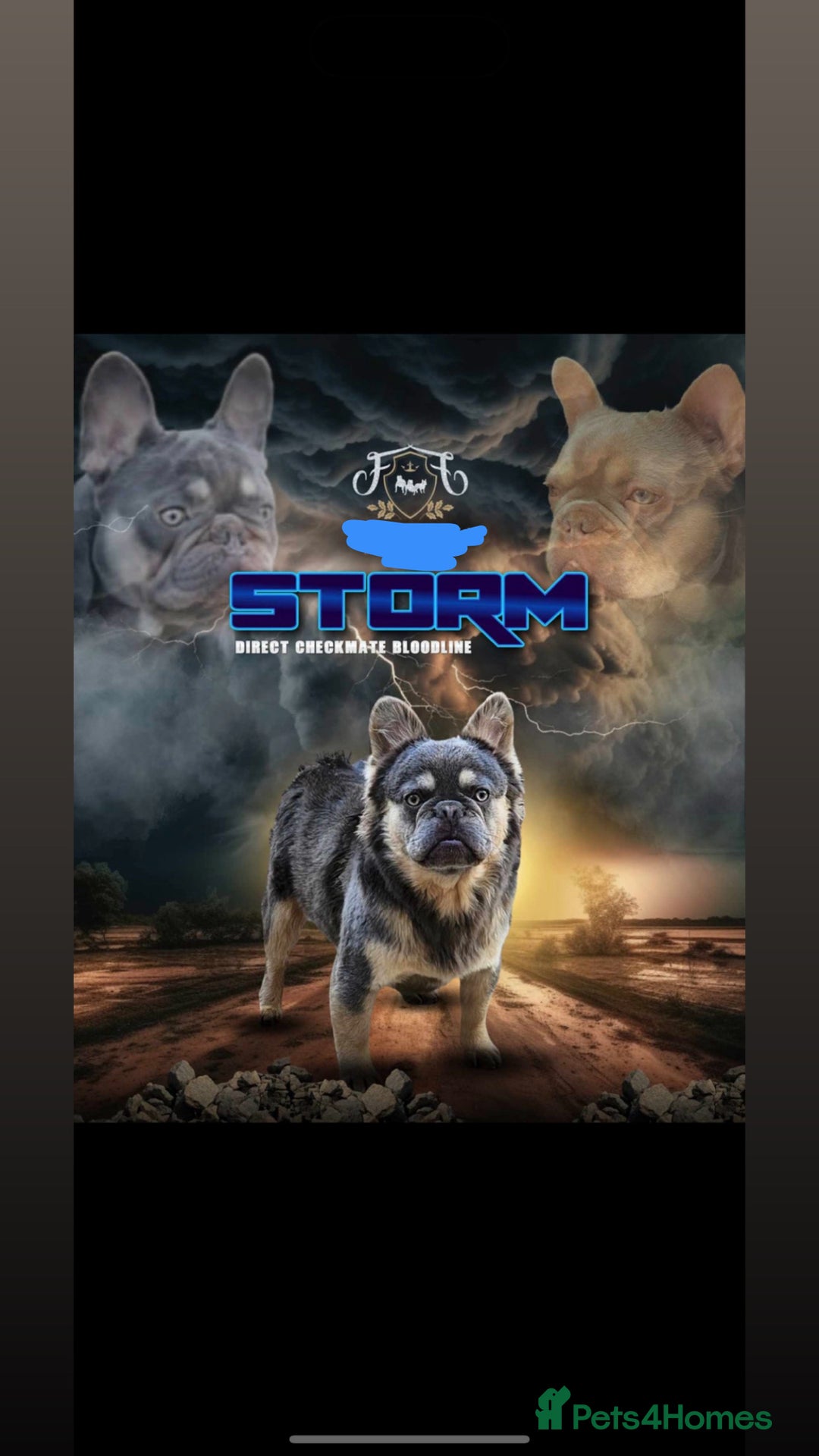 French Bulldog dogs for stud: Fluffy Frenchbulldog for stud checkmate bloodline - Image 8