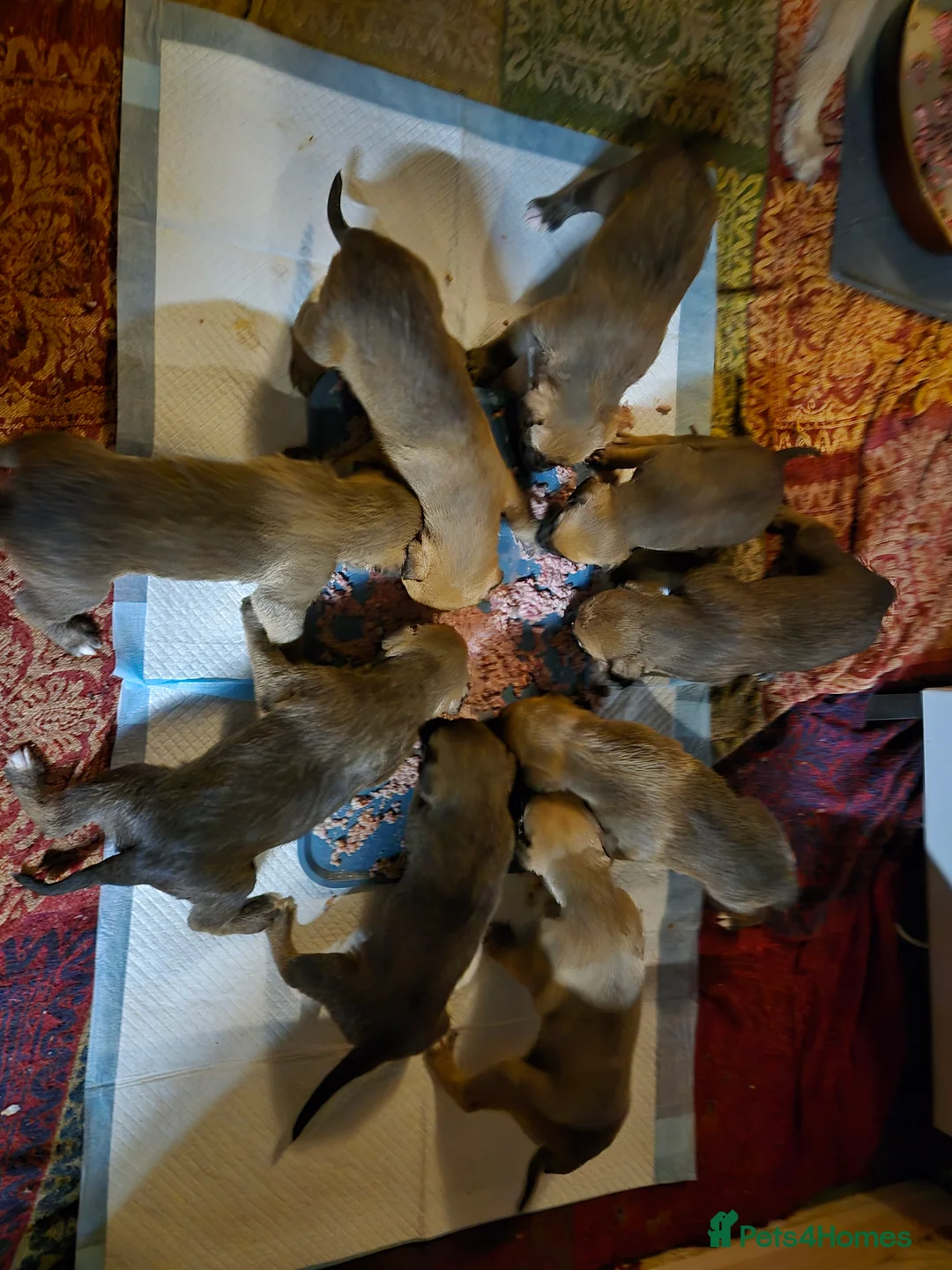 Lurcher dogs for sale: Lurcher pups Bedlington x whippet x greyh x collie - Advert 12