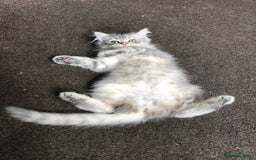 Persian cats for sale: Persian kitten in Blackburn - Image 5