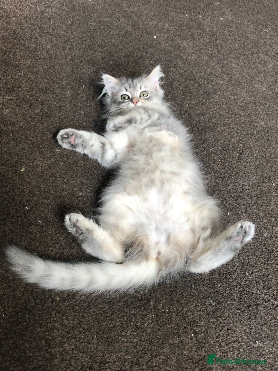 Persian cats for sale: Persian kitten in Blackburn - Image 5