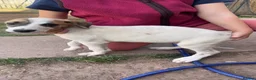 Lurcher dogs for sale: Lurcher puppies  - Advert 4
