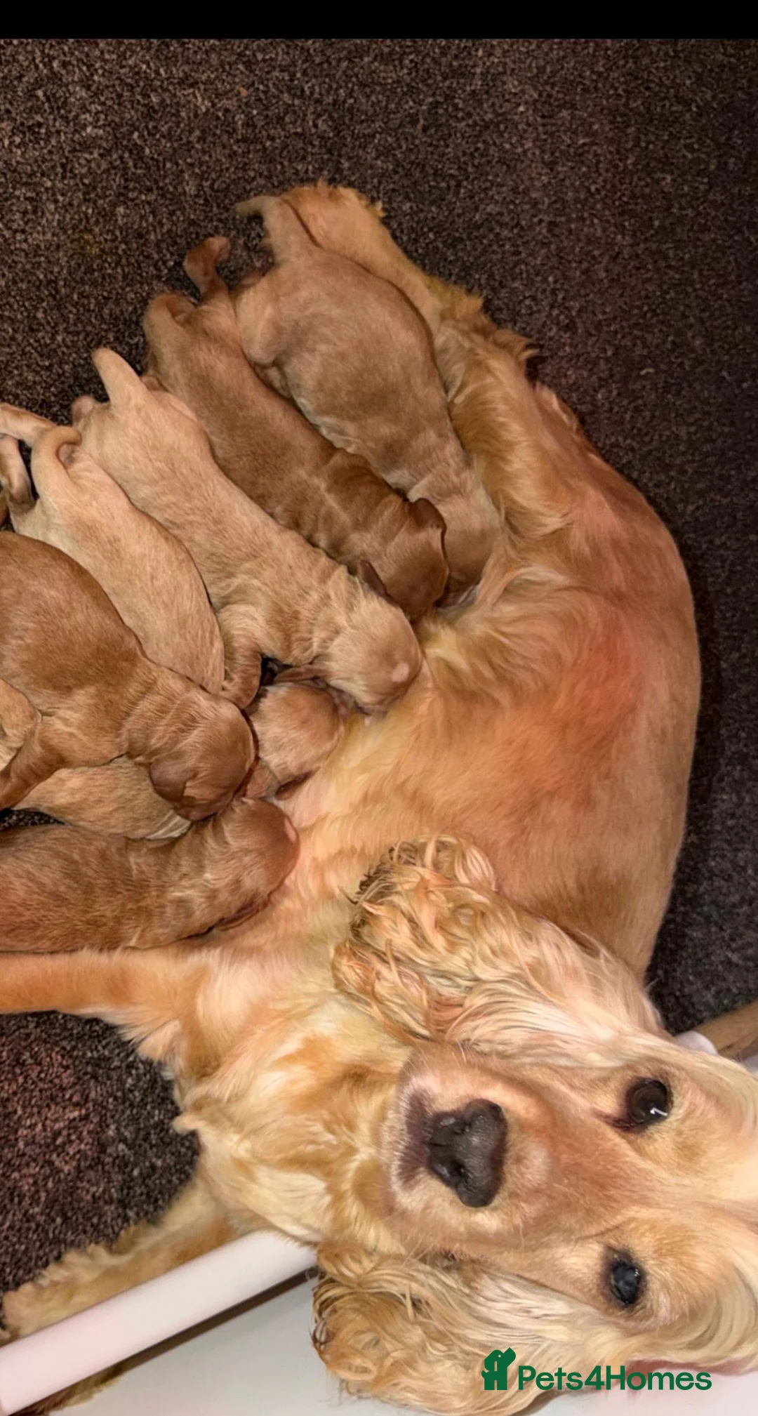 Cockapoo dogs for sale: 🧡💛💚Stunning Cockapoo Puppies - Ready 25th May - Advert 22
