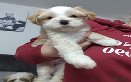 Tibetan Terrier dogs for sale: KC Tibetan Terrier Puppy  - Advert 15