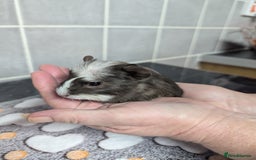 Guinea Pig rodents for sale: 4 baby boy guinea pigs  - Image 10