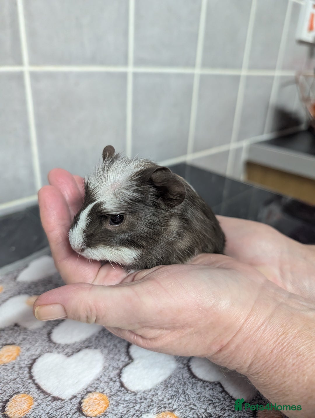 Guinea Pig rodents for sale: 4 baby boy guinea pigs  - Image 10
