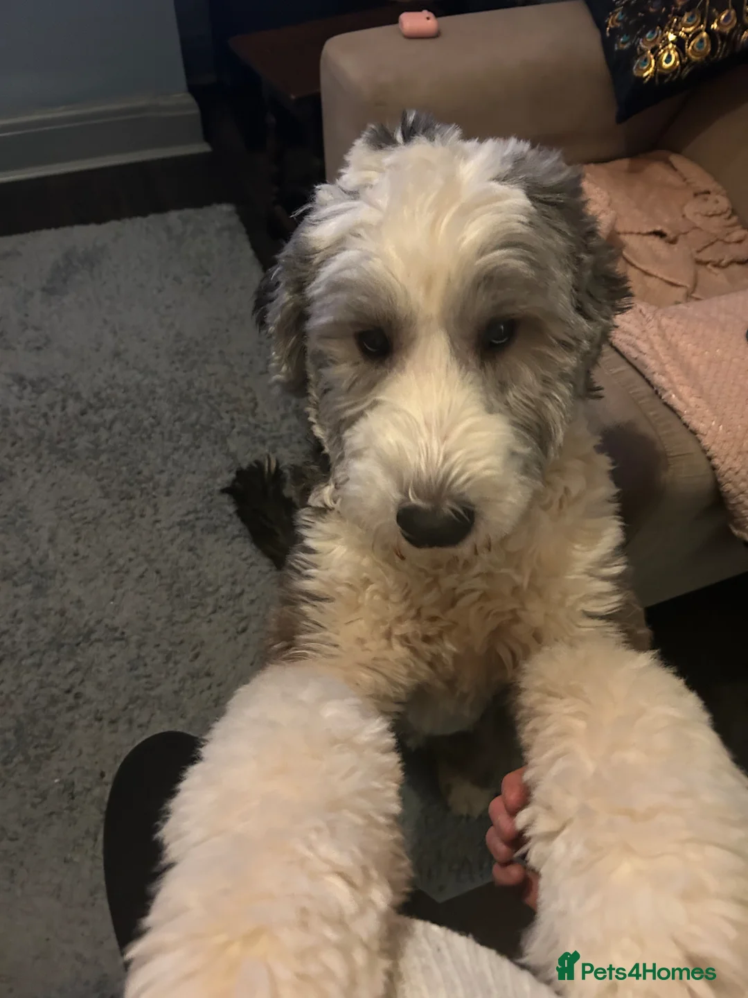 Old English Sheepdog dogs for sale: 4 year old - old English sheepdog in Stockport - Advert 5