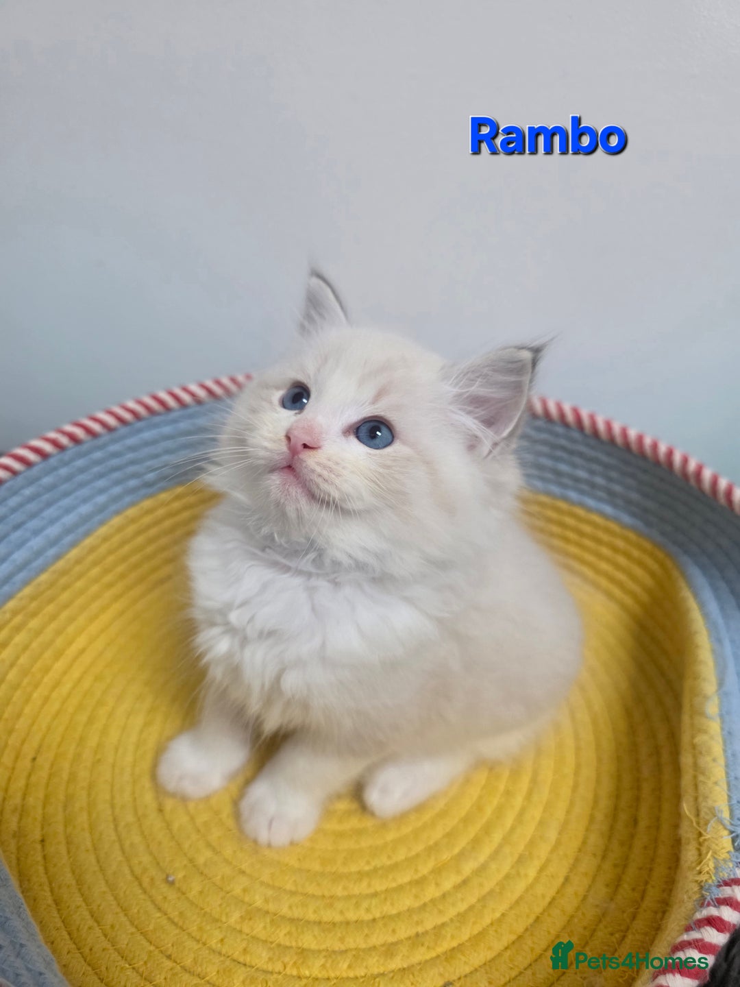 Ragdoll cats for sale: GCCF registered ragdoll kittens  - Advert 27