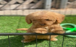 Cockapoo dogs for sale: Adorable F1 cockapoo pups NOW READY  - Image 17