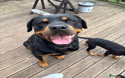 Mixed Breed dogs for sale: Rottweiler x puppys - Image 13