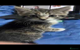 Mixed Breed cats for sale: Gorgeous kittens  - Image 14