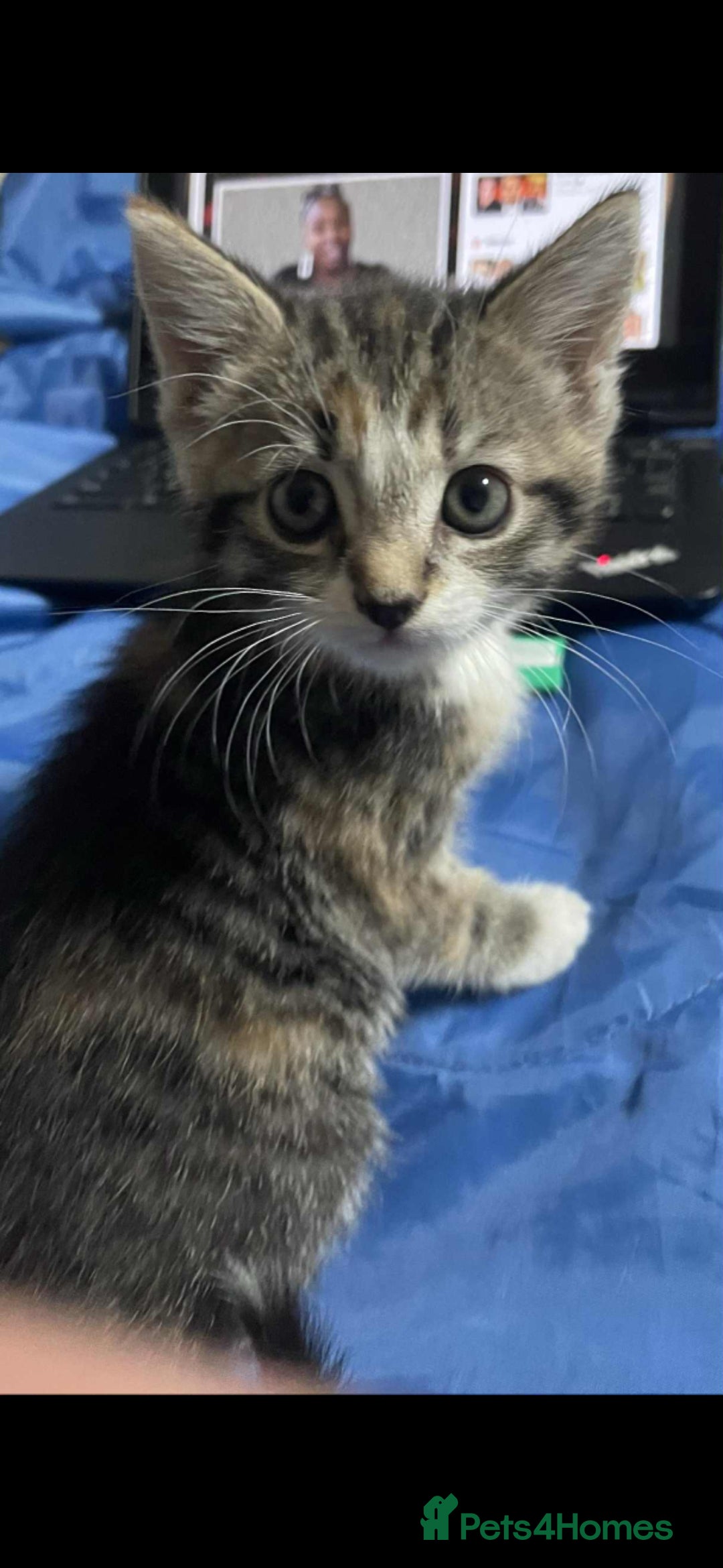 Mixed Breed cats for sale: Gorgeous kittens  - Image 14