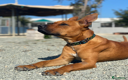 Staffordshire Bull Terrier dogs for adoption: Hazel - Spent a year chained to a tree! - Image 4