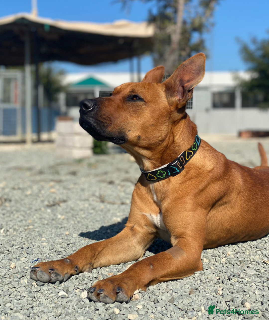 Staffordshire Bull Terrier dogs for adoption: Hazel - Spent a year chained to a tree! - Image 4