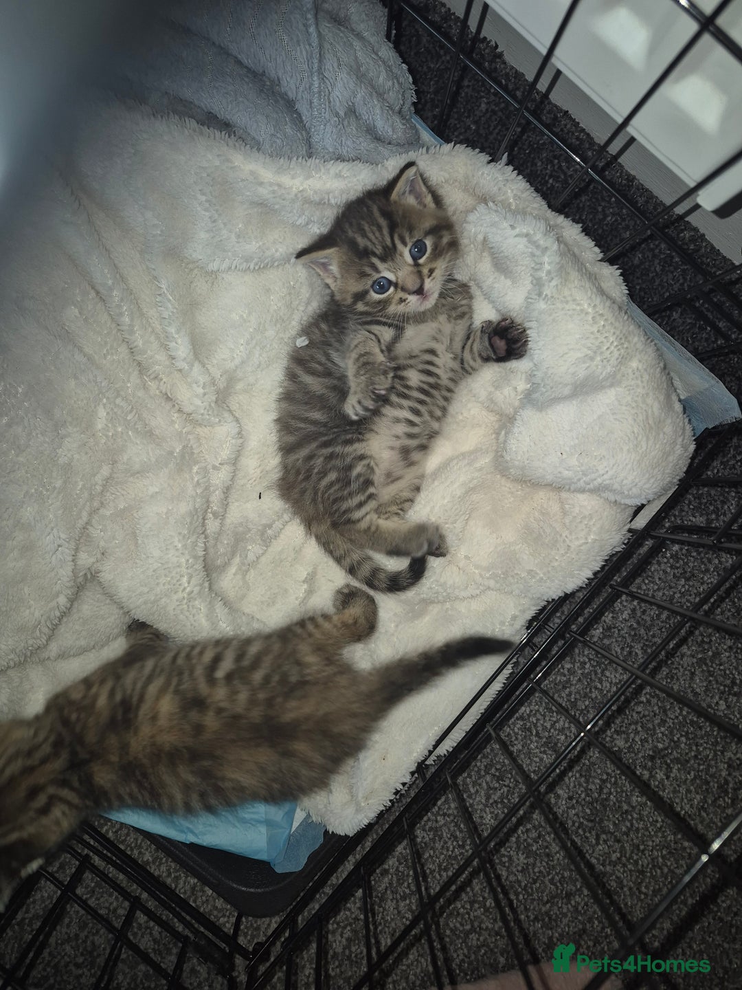 Mixed Breed cats for sale: 2 beautiful kittens  - Advert 4