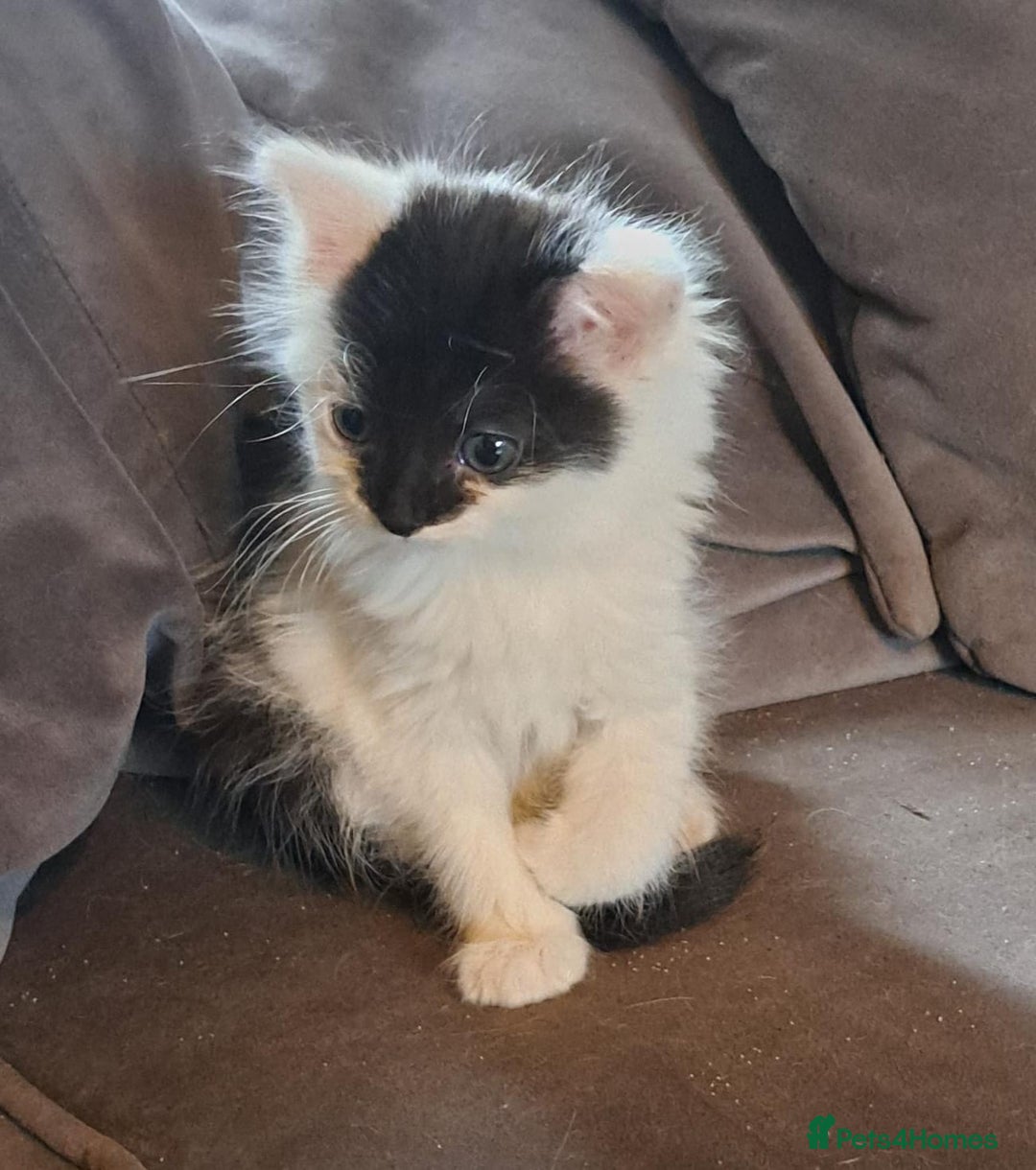 Mixed Breed cats for sale: 3 kittens in need of loving and caring homes - Advert 5