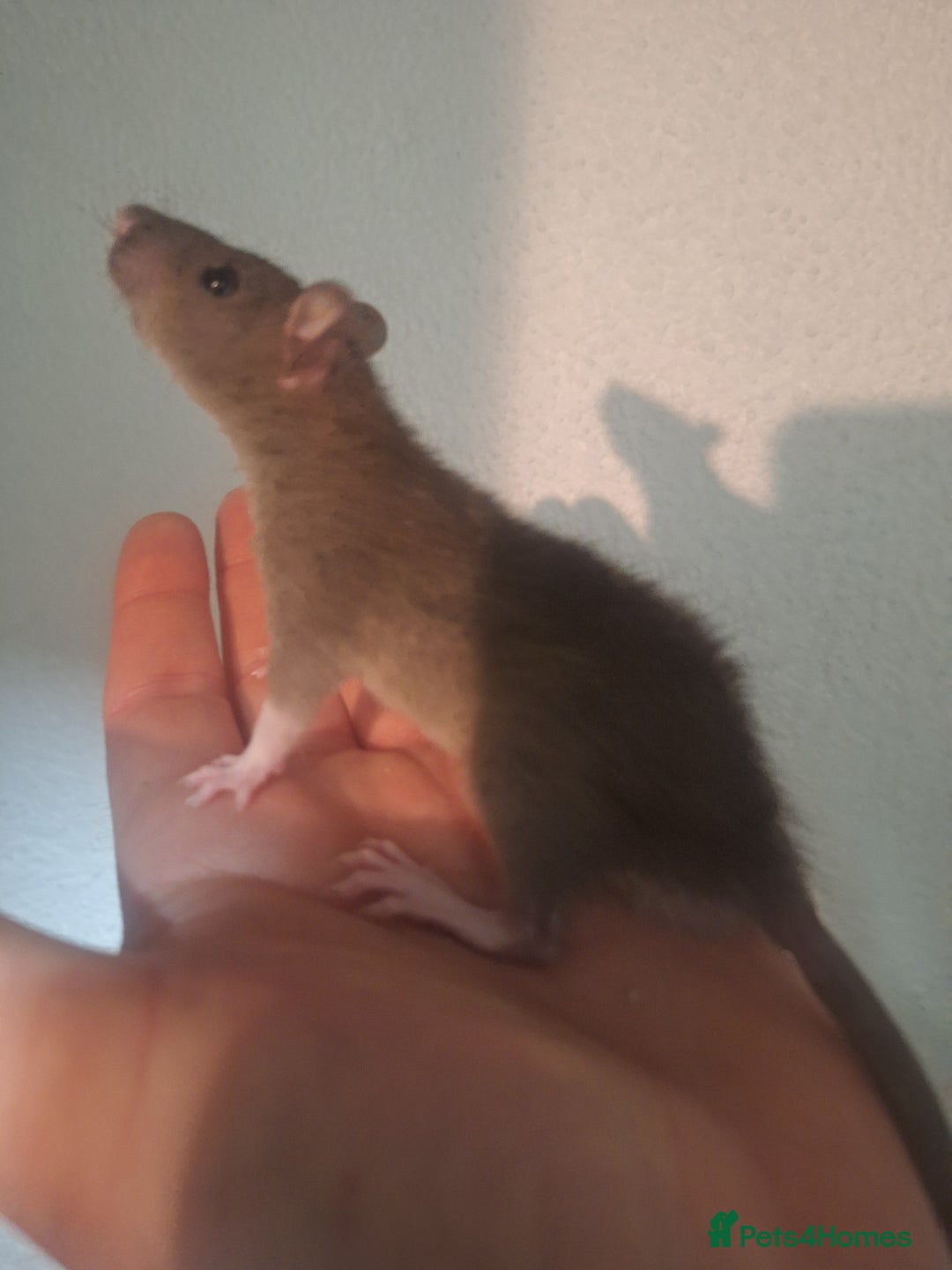 Rat rodents for sale: Baby rats - Image 2