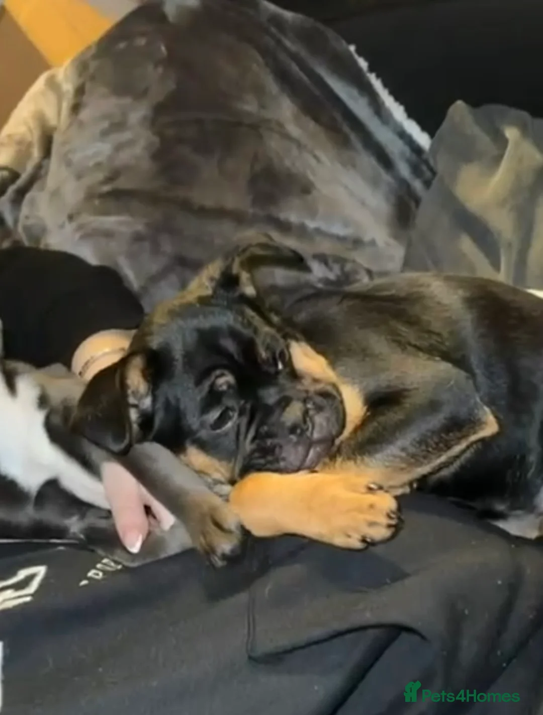 Mixed Breed dogs for sale: Cockarpoo cross frenchie  - Advert 1