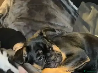 Mixed Breed dogs Cockarpoo cross frenchie - Advert 2