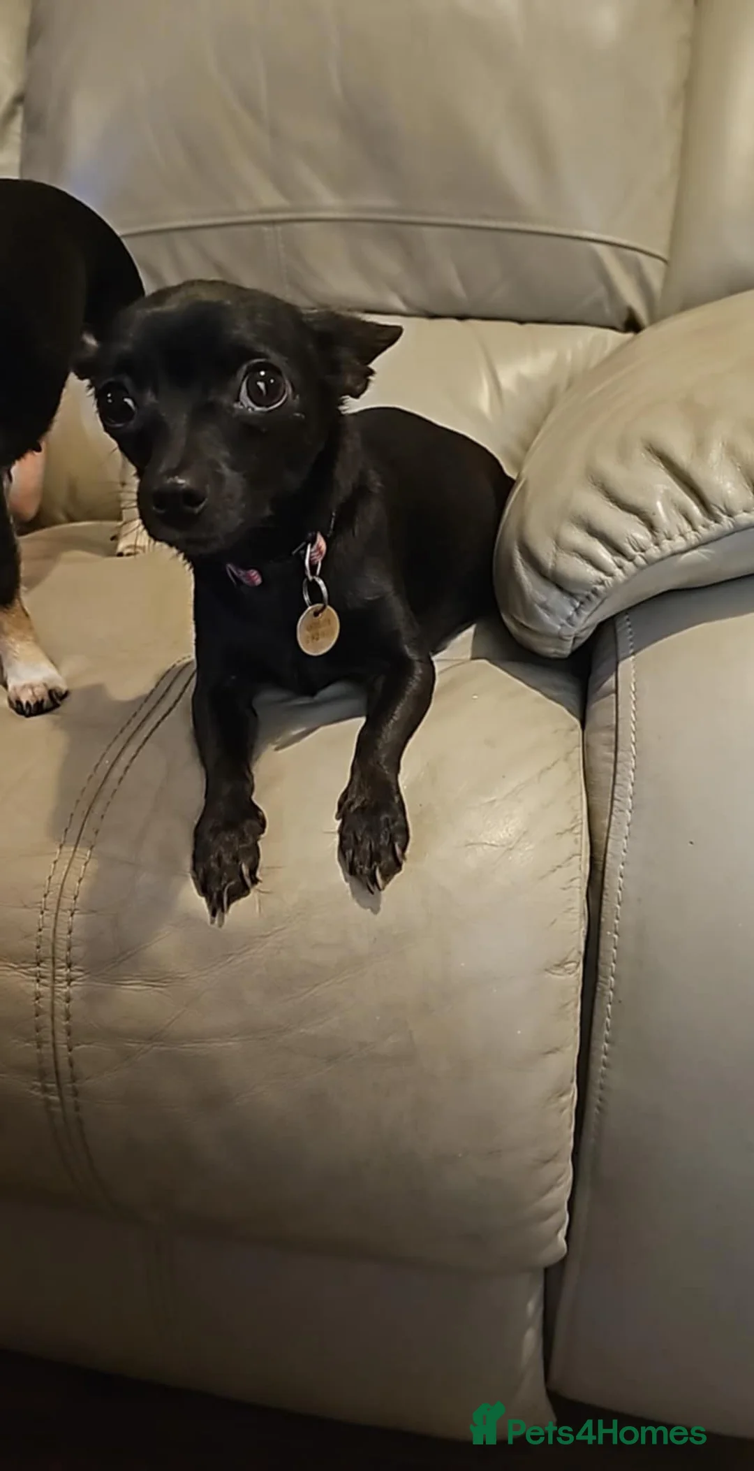 Chihuahua dogs for sale: Chihuahua  - Advert 7