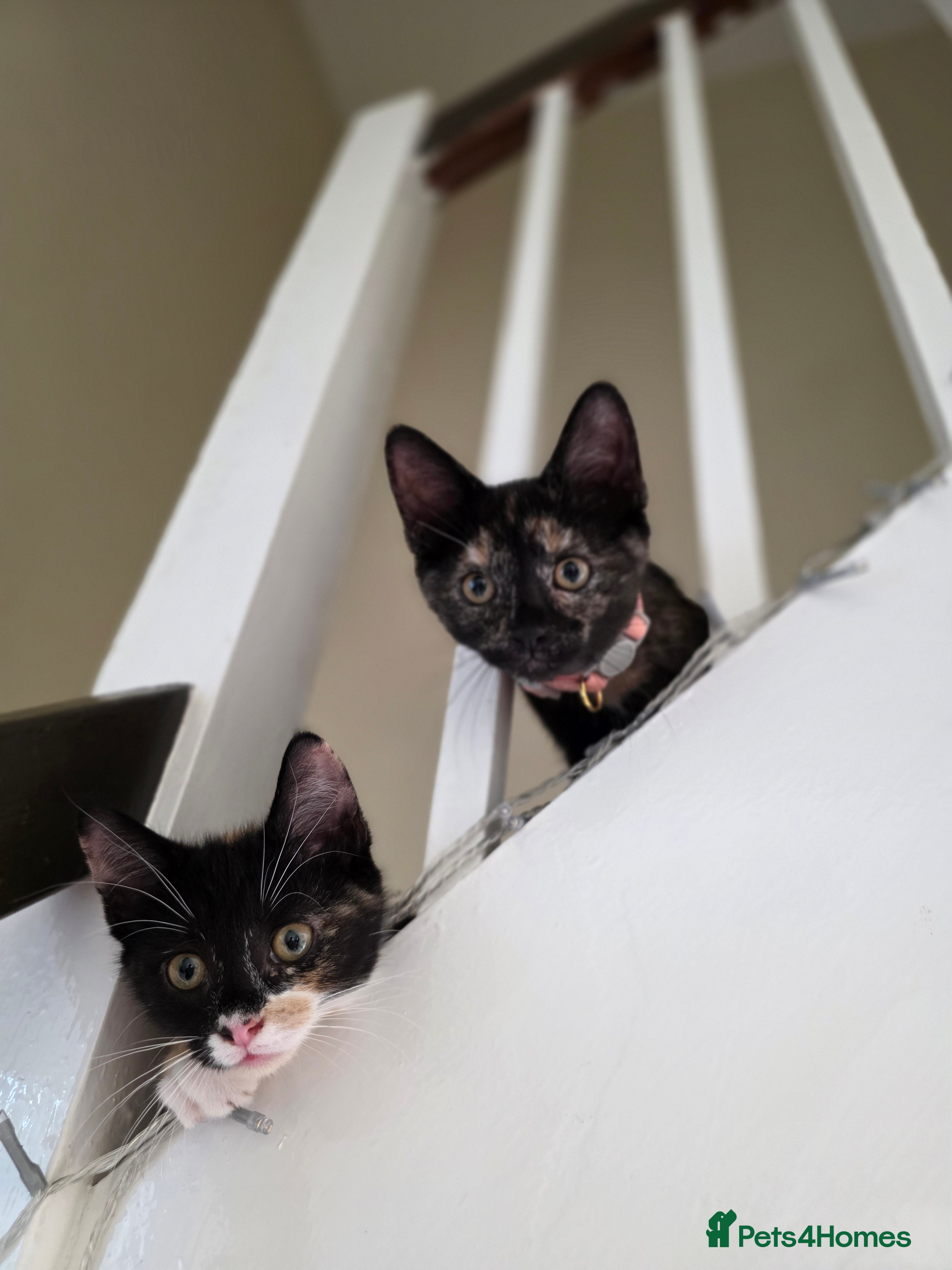 Mixed Breed cats REHOMING - Advert 4