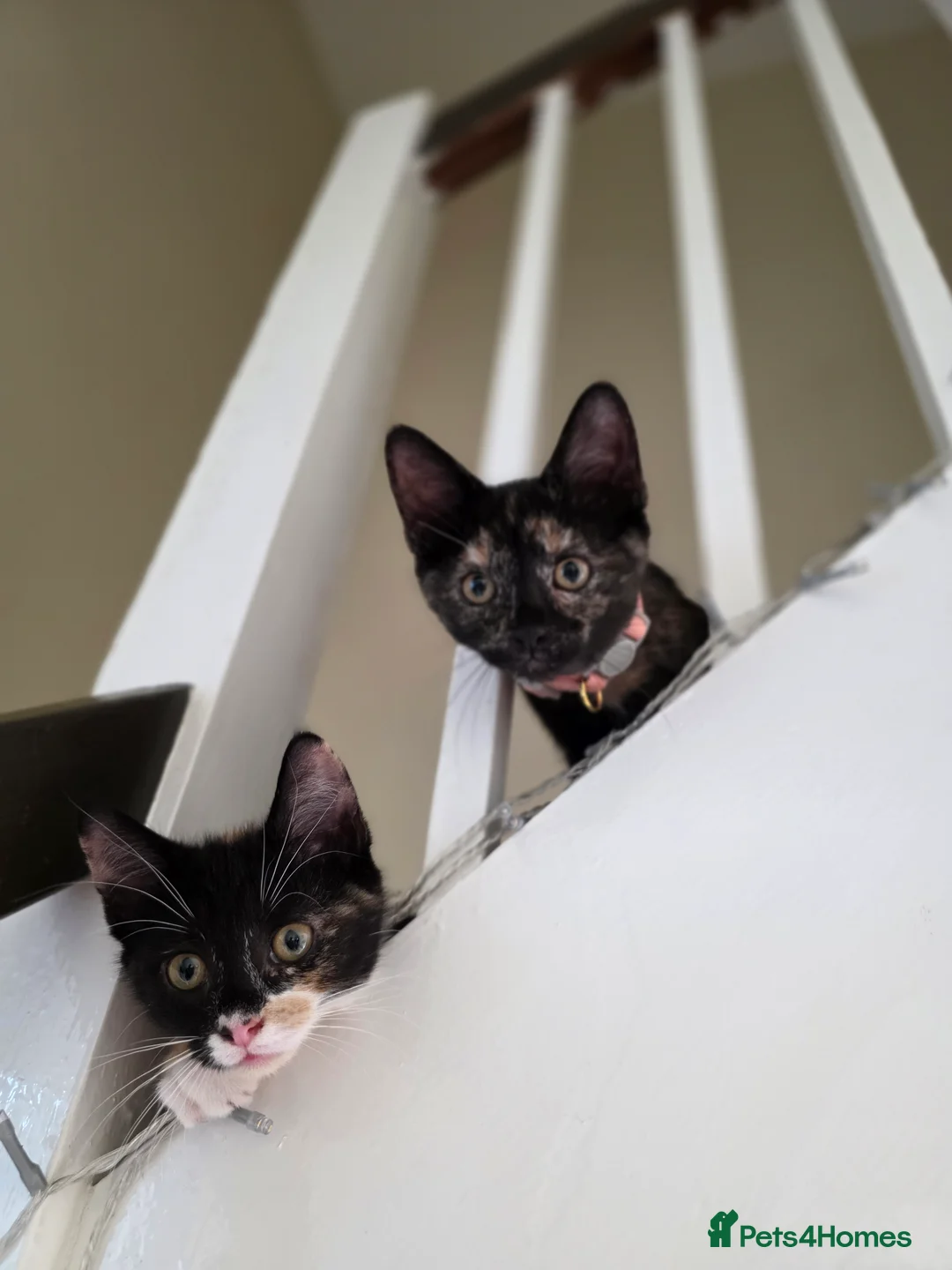 Mixed Breed cats for sale: REHOMING - Advert 1