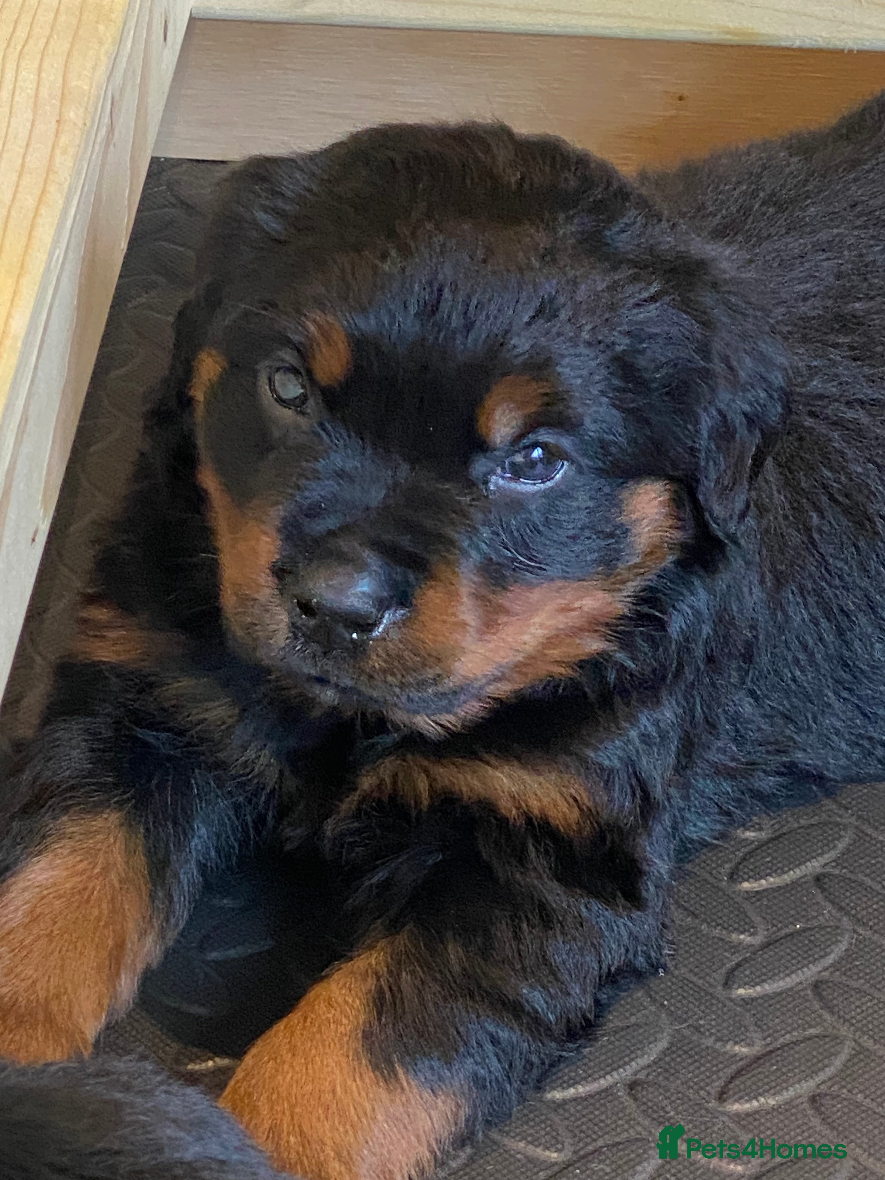 Rottweiler dogs Rottweiler Purebred Puppies - Advert 1