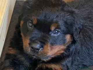 Rottweiler dogs Rottweiler Purebred Puppies - Advert 1