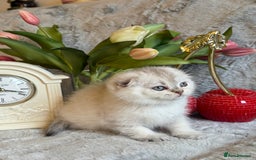 Scottish Fold cats for sale: *LUXURY SCOTTISH FOLD & 1 STRAIGHT KITTENS* - Advert 23