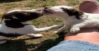 English Springer Spaniel dogs - Advert 15