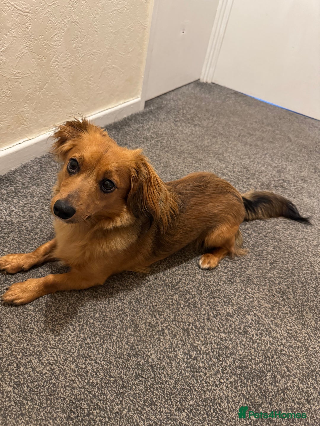 Mixed Breed dogs for stud: Long hair dachshund x for stud - Advert 7