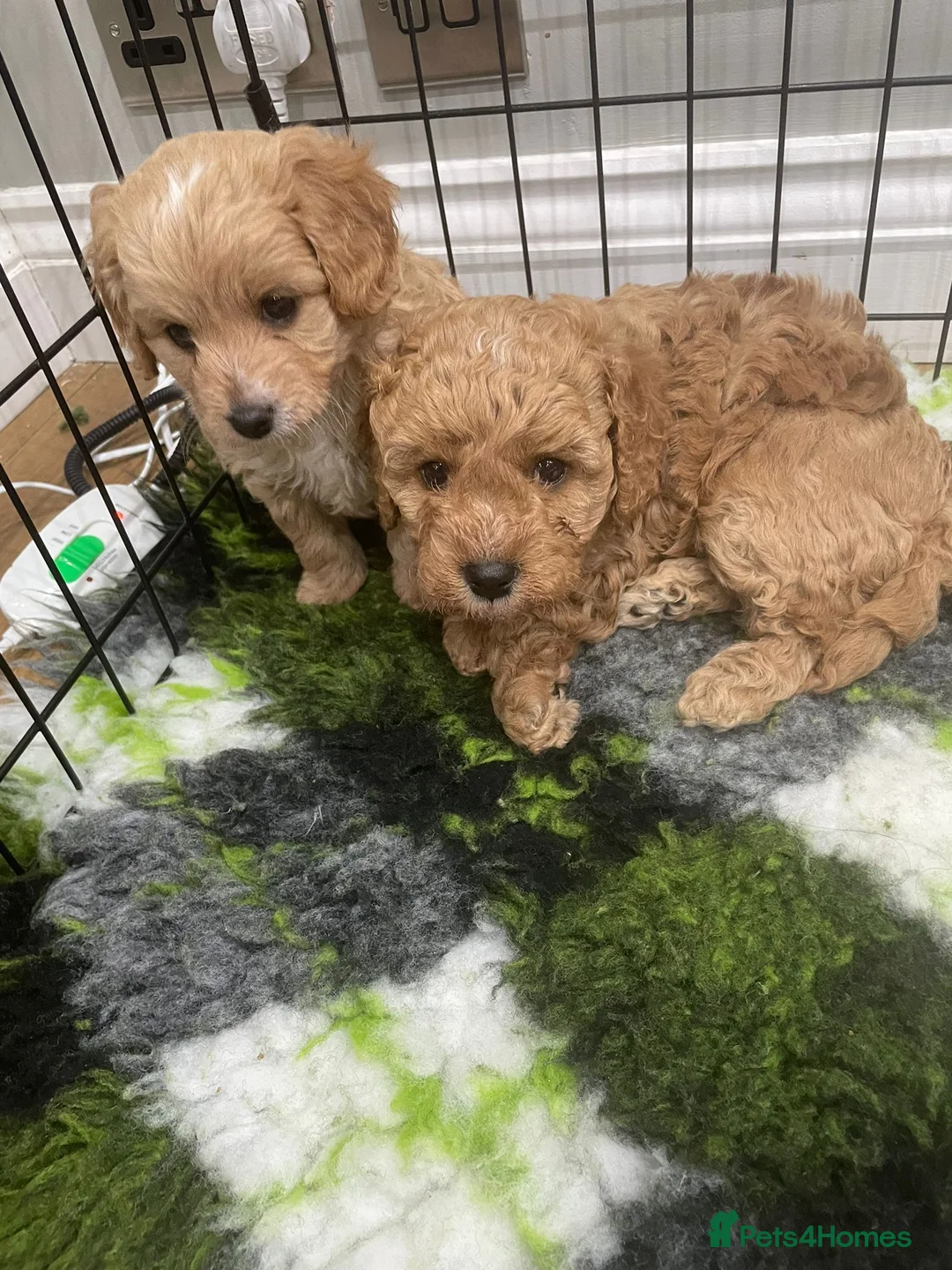 Cavapoo dogs for stud: Proven Toy Cavapoo Stud Extensively Health Checked in Preston - Advert 23
