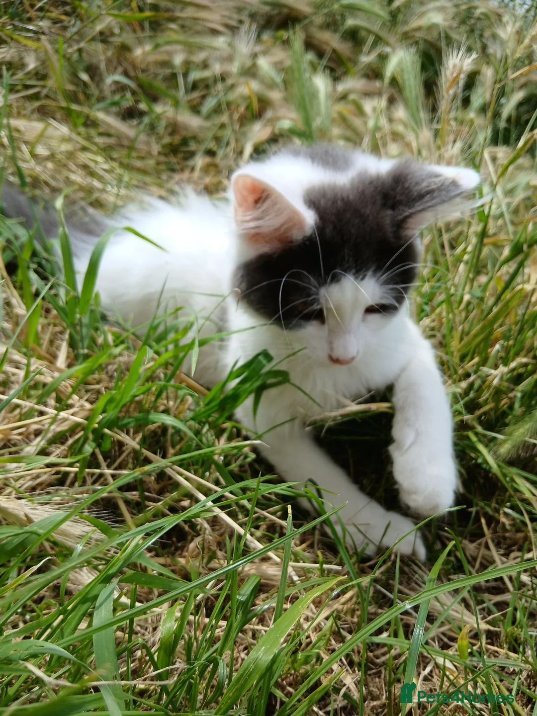 British Longhair cats for sale: 2 fluffy male kittens - Advert 26