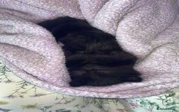 Mixed Breed cats for sale: Kittens.  - Image 2