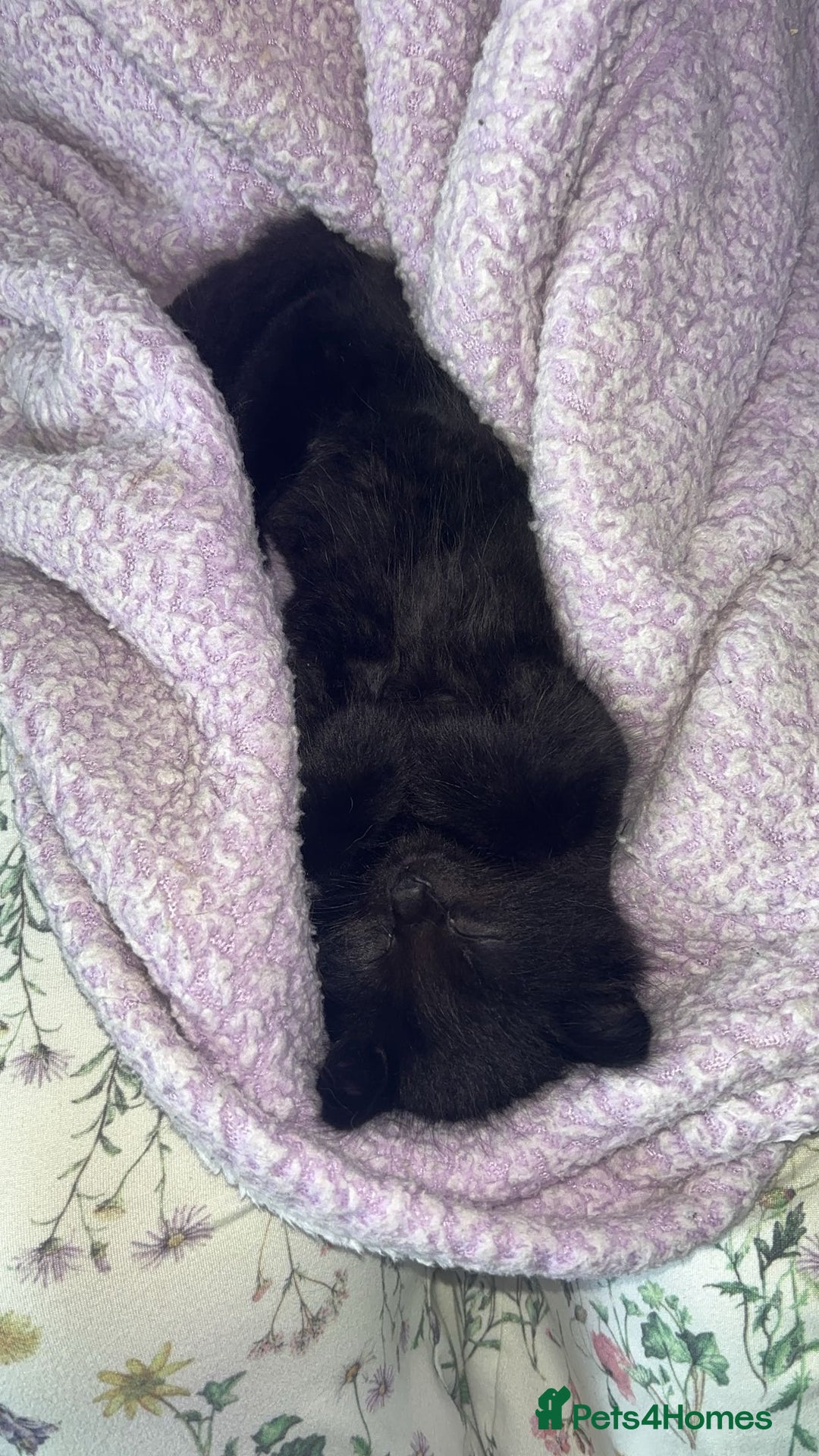 Mixed Breed cats for sale: Kittens.  - Image 2