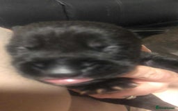 Mixed Breed dogs for sale: Cane corso cross German shepherd puppy’s  - Image 13
