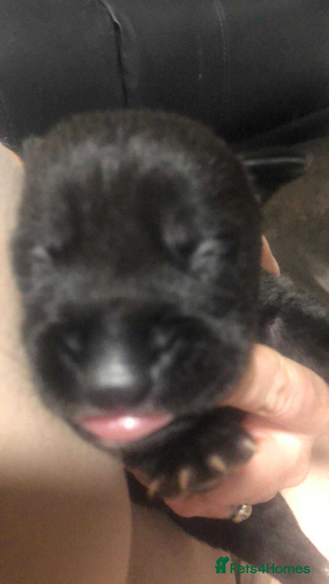 Mixed Breed dogs for sale: Cane corso cross German shepherd puppy’s  - Image 13