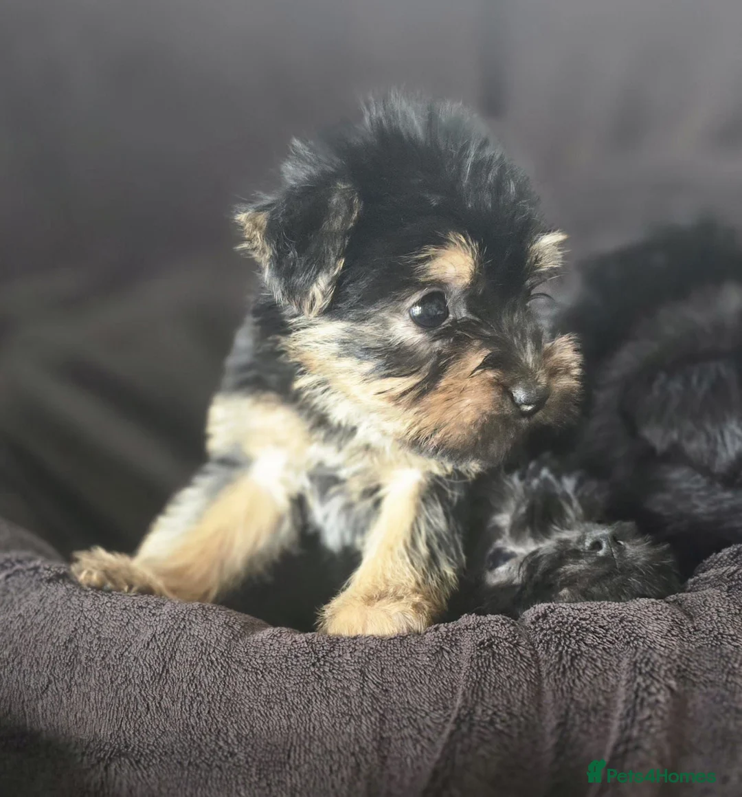 Yorkshire Terrier dogs for sale: Yorkshire terrier x cairn terrier yorkie  in Wickford - Advert 1
