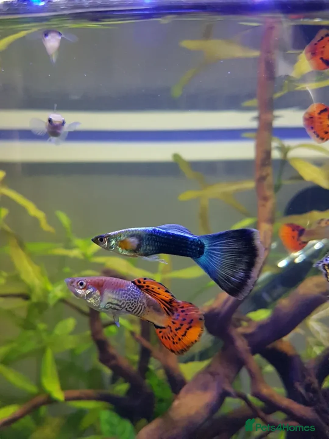 Live Bearers fish for sale: Mixed guppies  - Advert 1