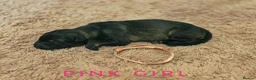 German Shepherd dogs for sale: Fully Health Tested, KC registered GSD puppies due - Advert 10