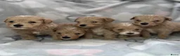 Maltipoo dogs for sale: Maltipoo puppies  - Advert 1