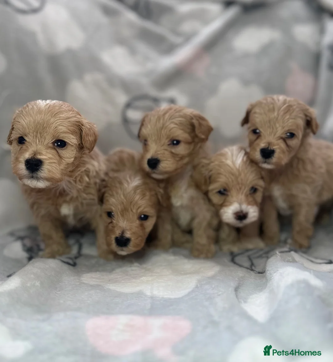 Maltipoo dogs for sale: Maltipoo puppies  - Advert 1