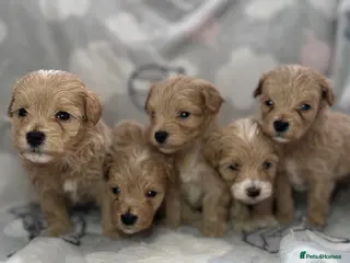 Maltipoo dogs Maltipoo puppies - Advert 4